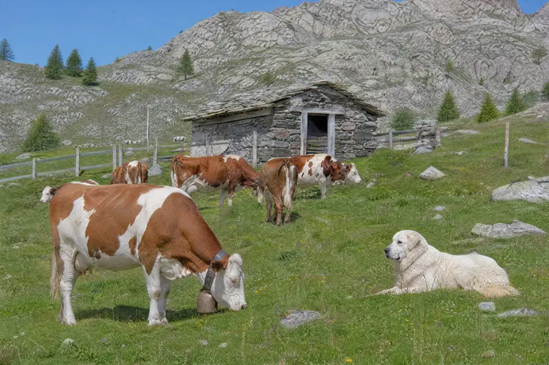 Vaches brunes et blanches portant des cloches sur un alpage fleuri ; un grand chien blanc est couché près du troupeau, devant une cabane de berger en pierre.