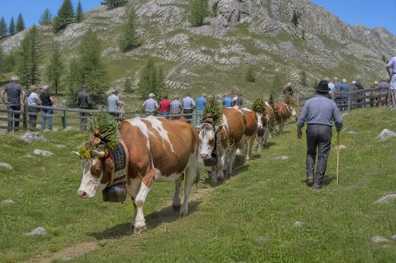 Fête de l'alpage : des vaches parées de grosses cloches et de couronnes de fleurs descendent un pré, menées par un berger vu de dos, devant des spectateurs le long d'une barrière.